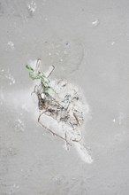 Strandbeeld Strandbeeld