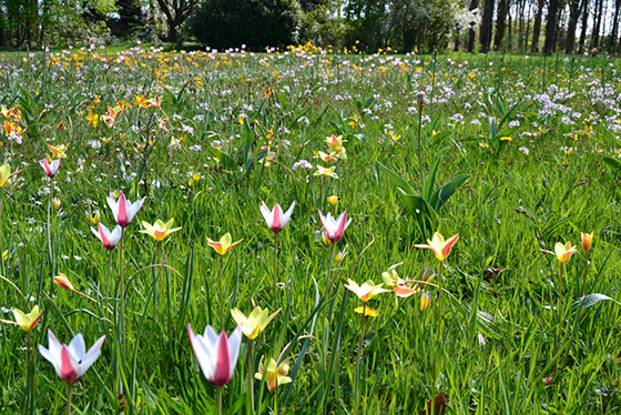 Onbegrensde Tuin